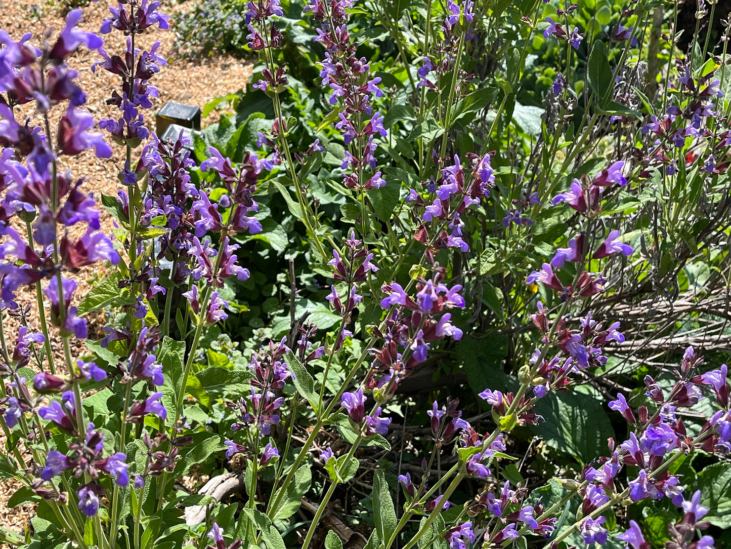 Common Sage   100 Seeds   Salvia officinalis