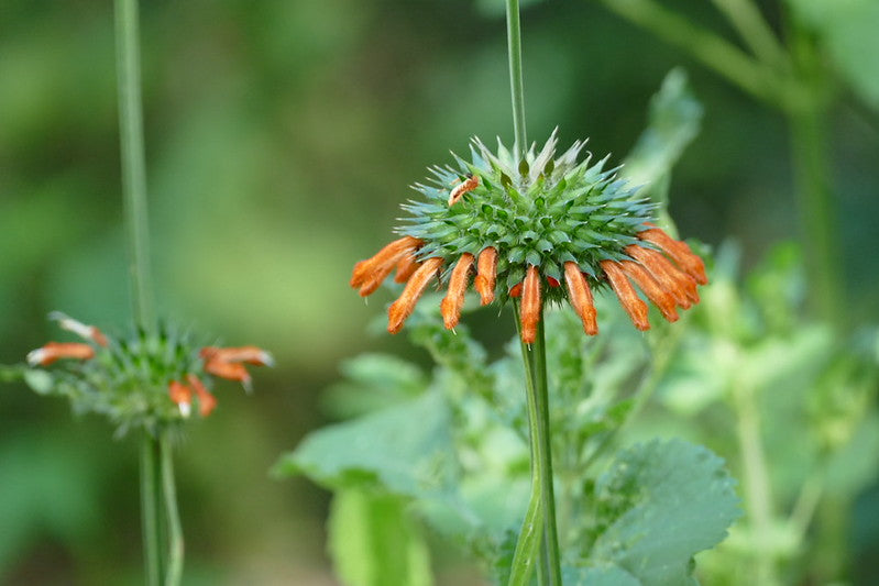 Lion's Ear   200 Seeds   Leonotis nepetifolia