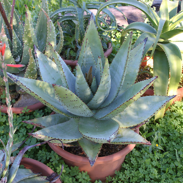 Mountain Aloe  100 Seeds  Aloe spectabilis