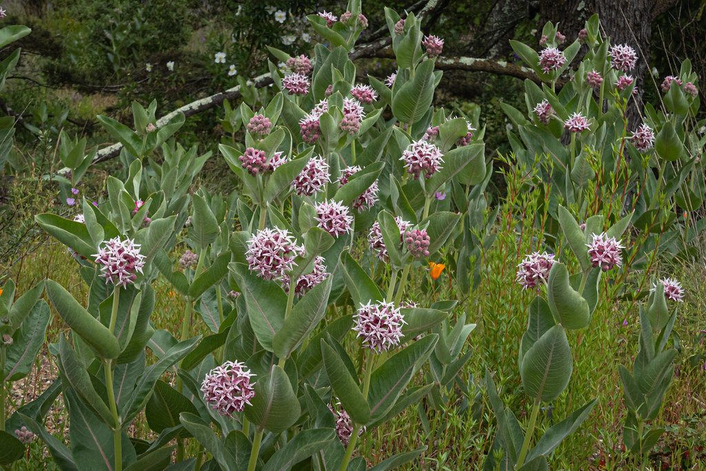 Showy Milkweed Asclepias speciosa 100 Seeds  USA Company