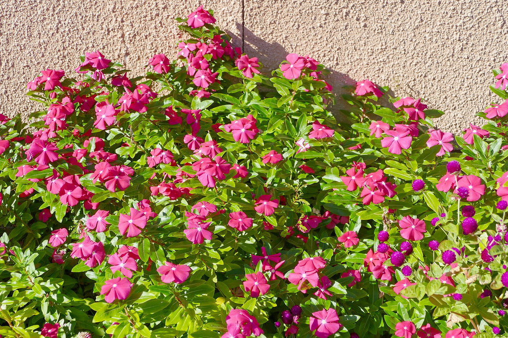 Madagascar Periwinkle  Catharanthus roseus  100 Seeds  USA Company