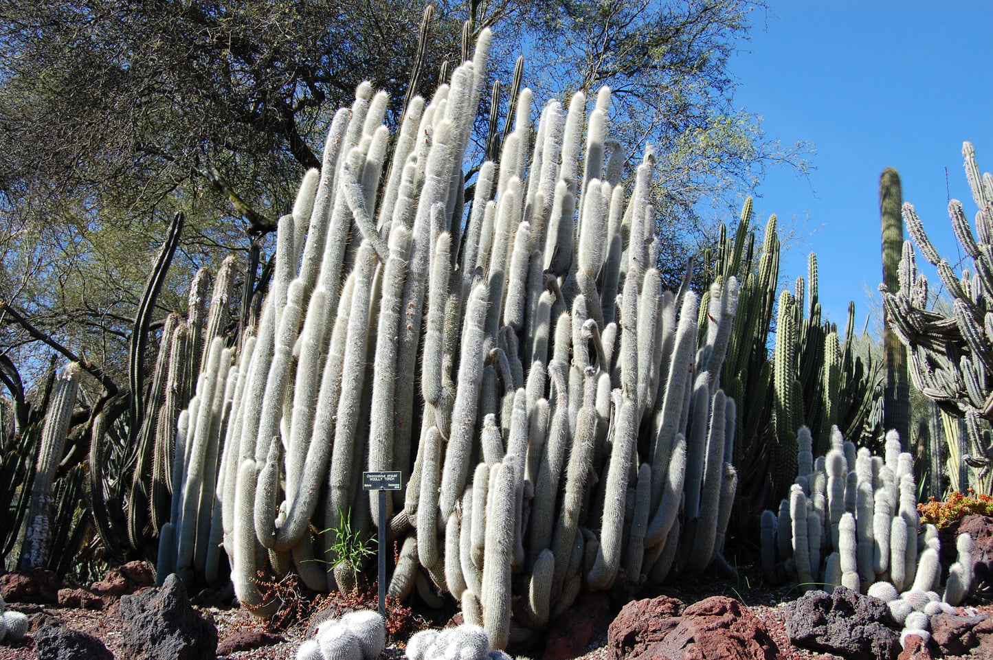 Silver Torch  100 Seeds  Cleistocactus strausii  USA Company