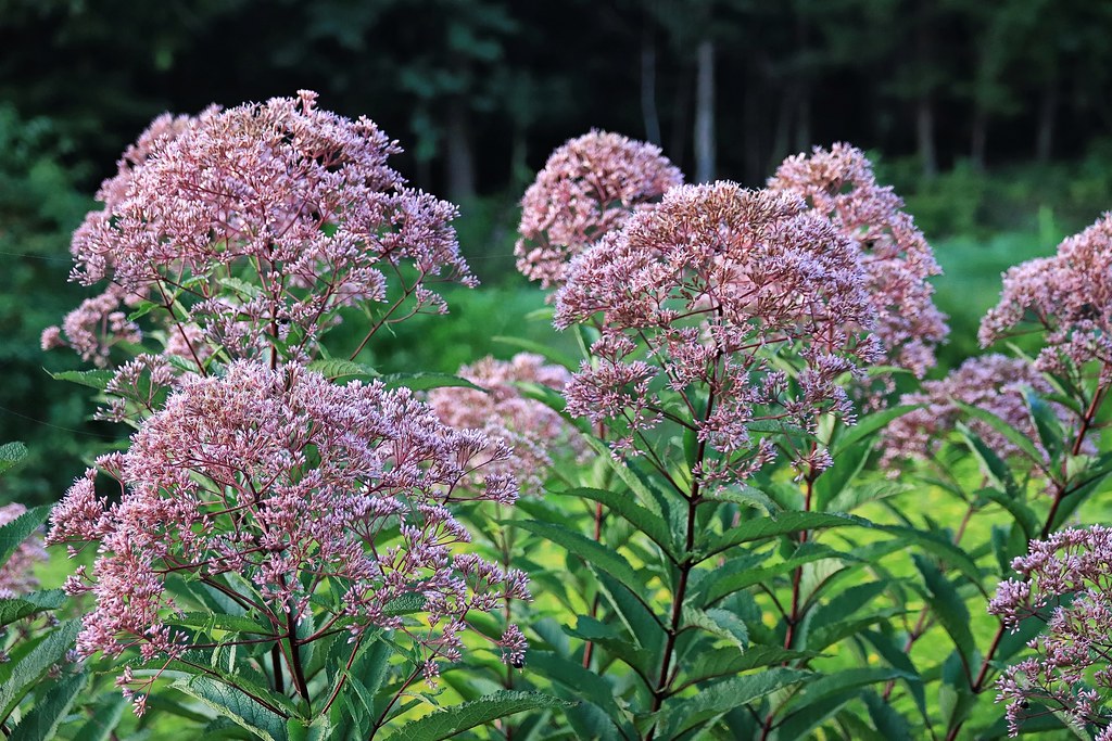 Queen of the Meadow   100 Seeds   Eupatorium fistulosum