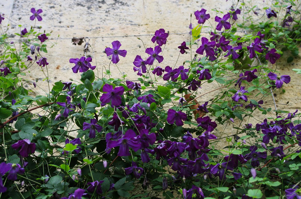Italian Clematis  20 Seeds  Clematis viticella