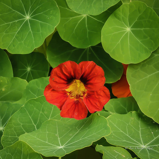 Orange Nasturtium  20 Seeds  Tropaeolum majus