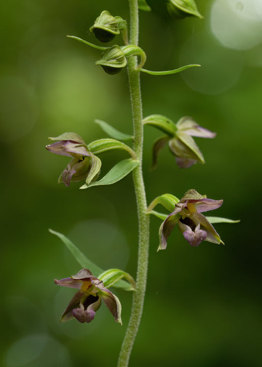 Broad-Leaved Helleborine  1000 Seeds  Epipactis helleborine