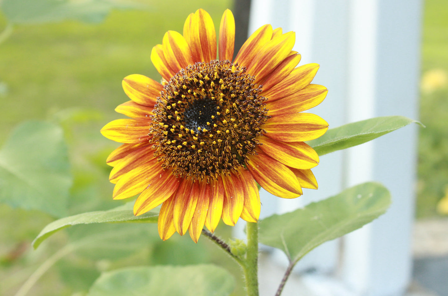 Sunflower  Autumn Beauty  Helianthus annuus  100 Seeds  USA Company