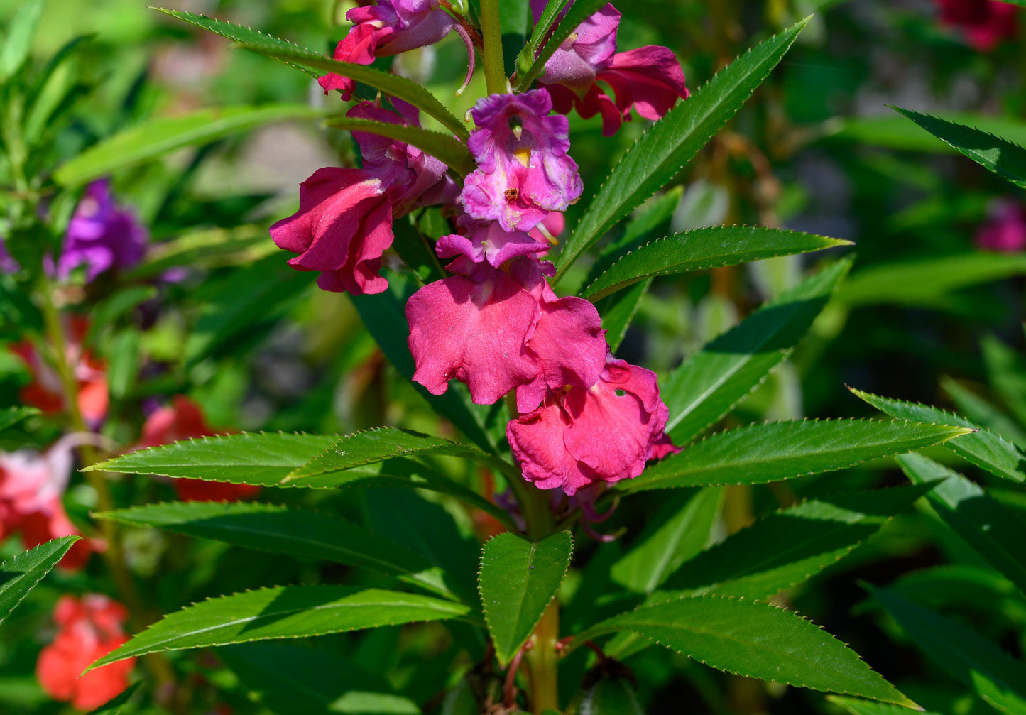 Garden Balsam  400 Seeds  Impatiens balsamina