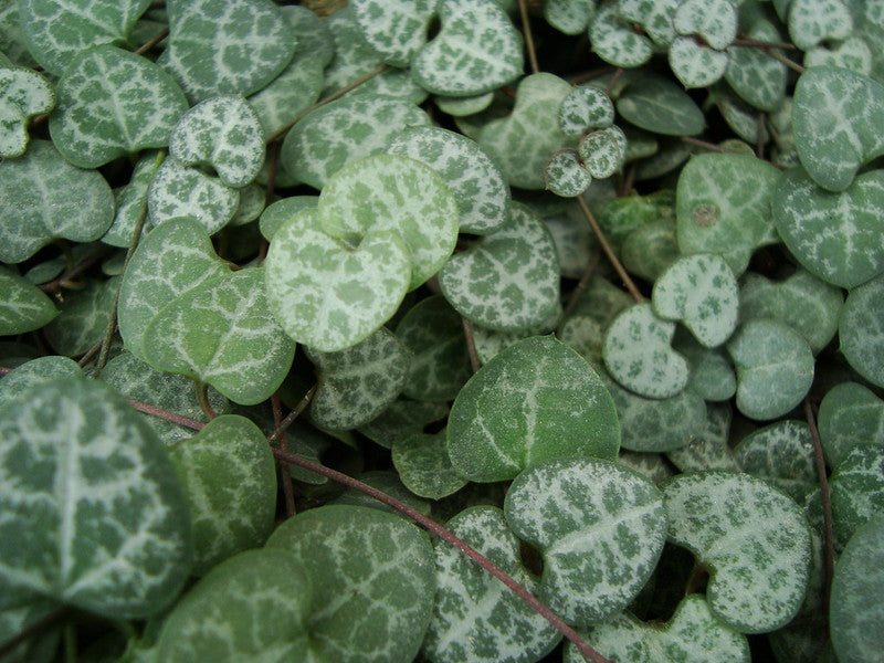 String of Hearts  10 Seeds  Ceropegia woodii