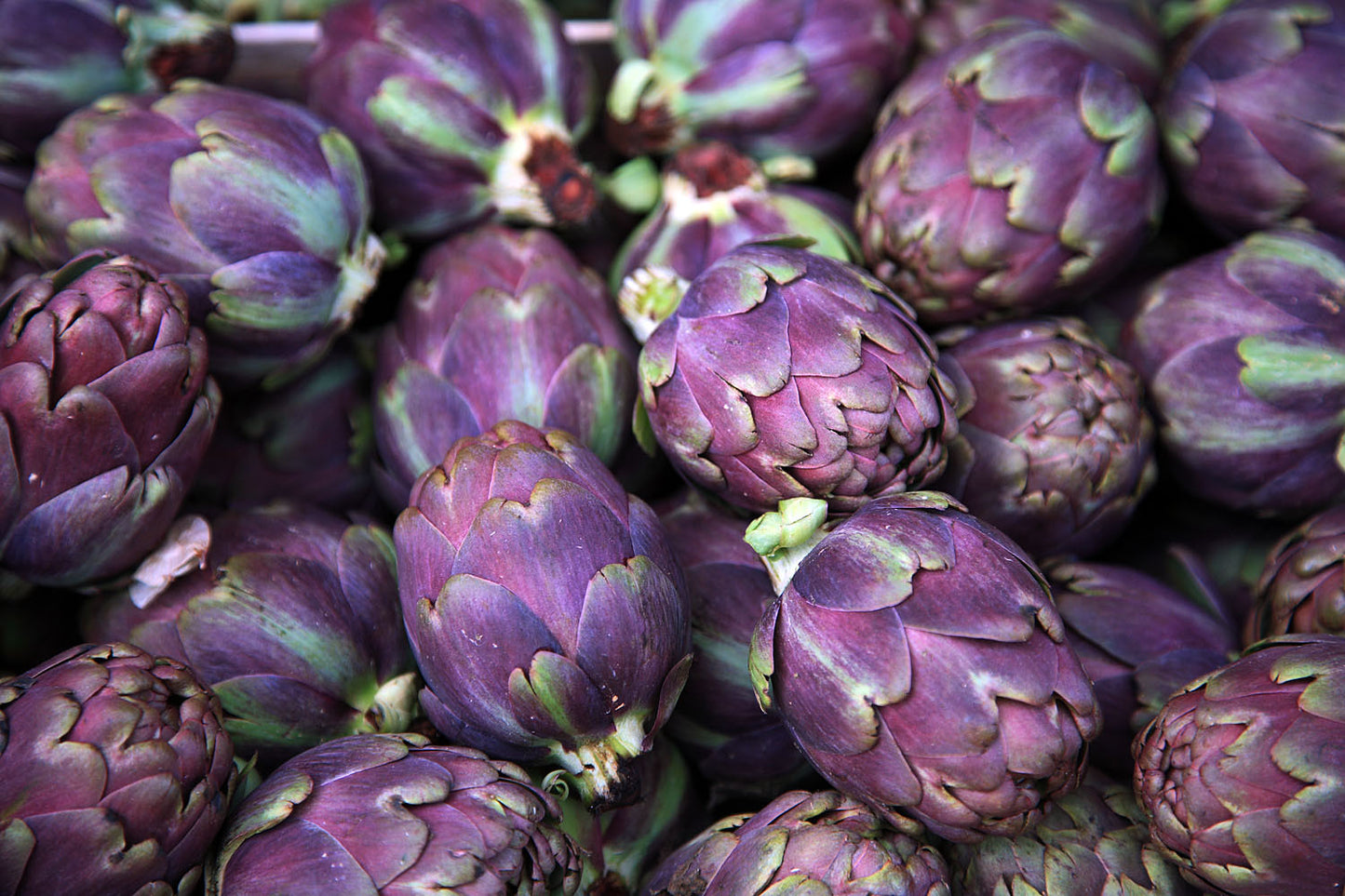 Purple Artichoke   20 Seeds   Cynara scolymus