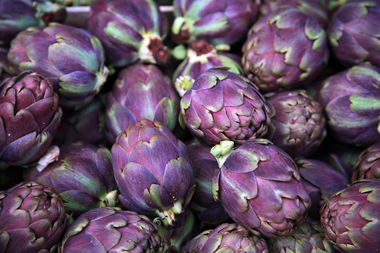 Purple Artichoke   10 Seeds   Cynara scolymus