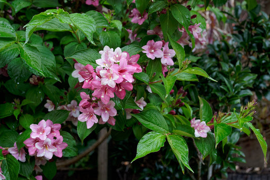 Weigelia  Flowering Shrub  Weigela florida  200 Seeds  USA Company