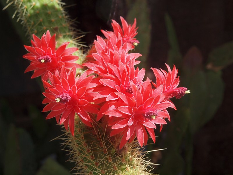 Red Flowered Columnar Cactus  Cleistocactus samaipatanus  200 Seeds  USA Company