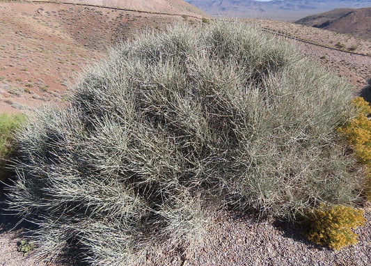 Nevada Jointfir  Ephedra nevadensis  100 Seeds