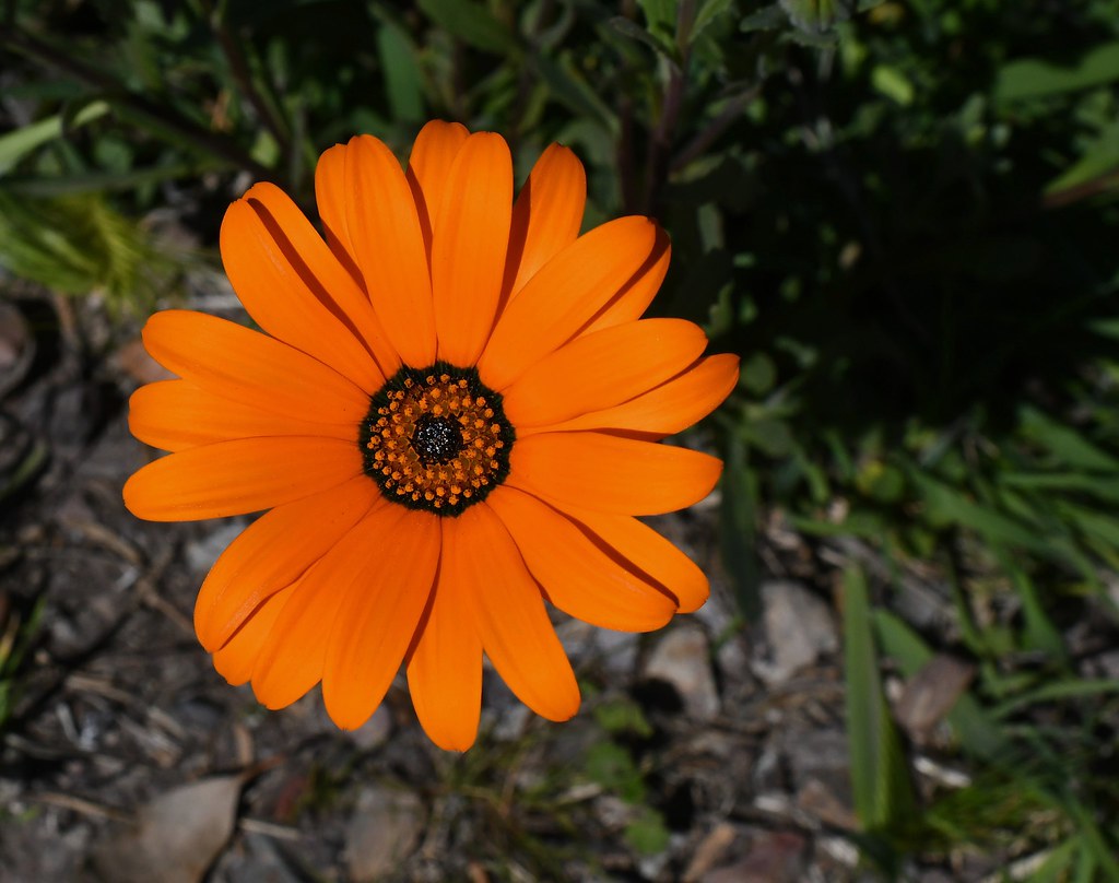 Orange African Daisy  100 Seeds  Dimorphotheca sinuata