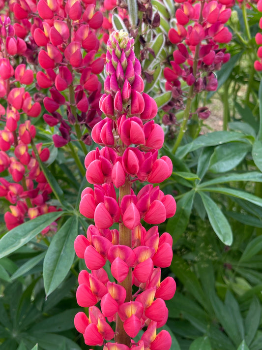 Red Lupine   100 Seeds   Lupinus polyphyllus