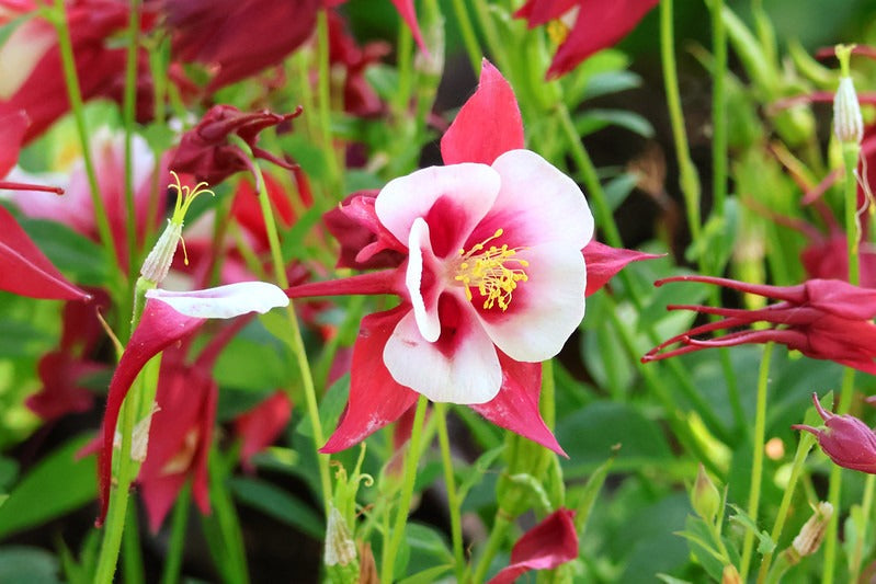 Crimson Star Columbine  100 Seeds  Aquilegia caerulea