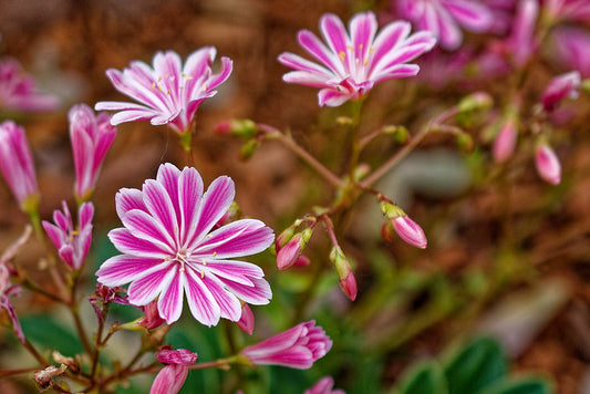 Siskiyou Lewisia  100 Seeds  Lewisia cotyledon