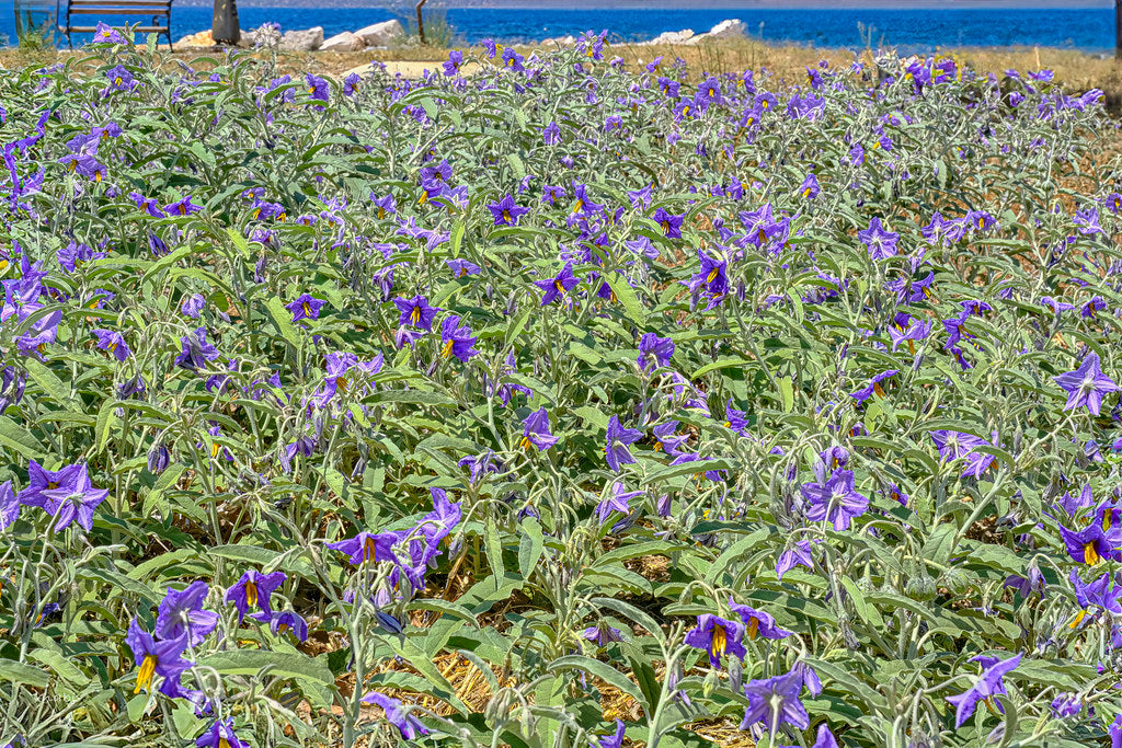 Silverleaf Nightshade  Solanum Elaeagnifolium  20 Seeds  USA Company