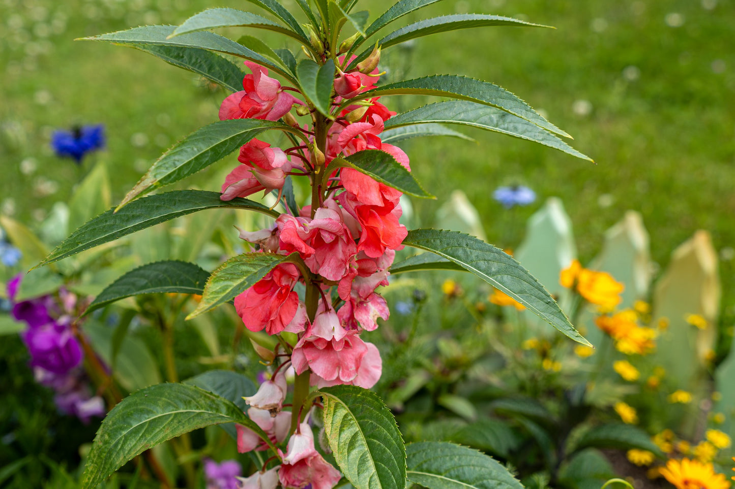 Garden Balsam  400 Seeds  Impatiens balsamina