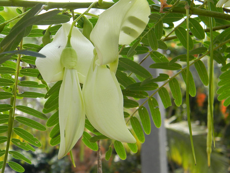 White Hummingbird Tree   20 Seeds   Sesbania Grandiflora