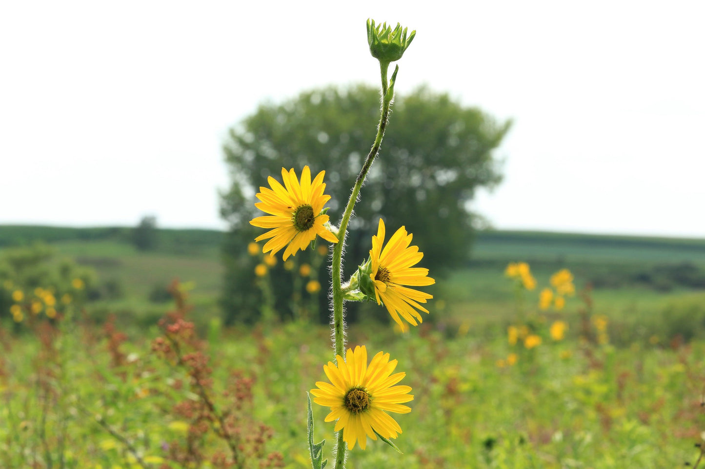 Compass Plant  50 Seeds  Silphium laciniatum
