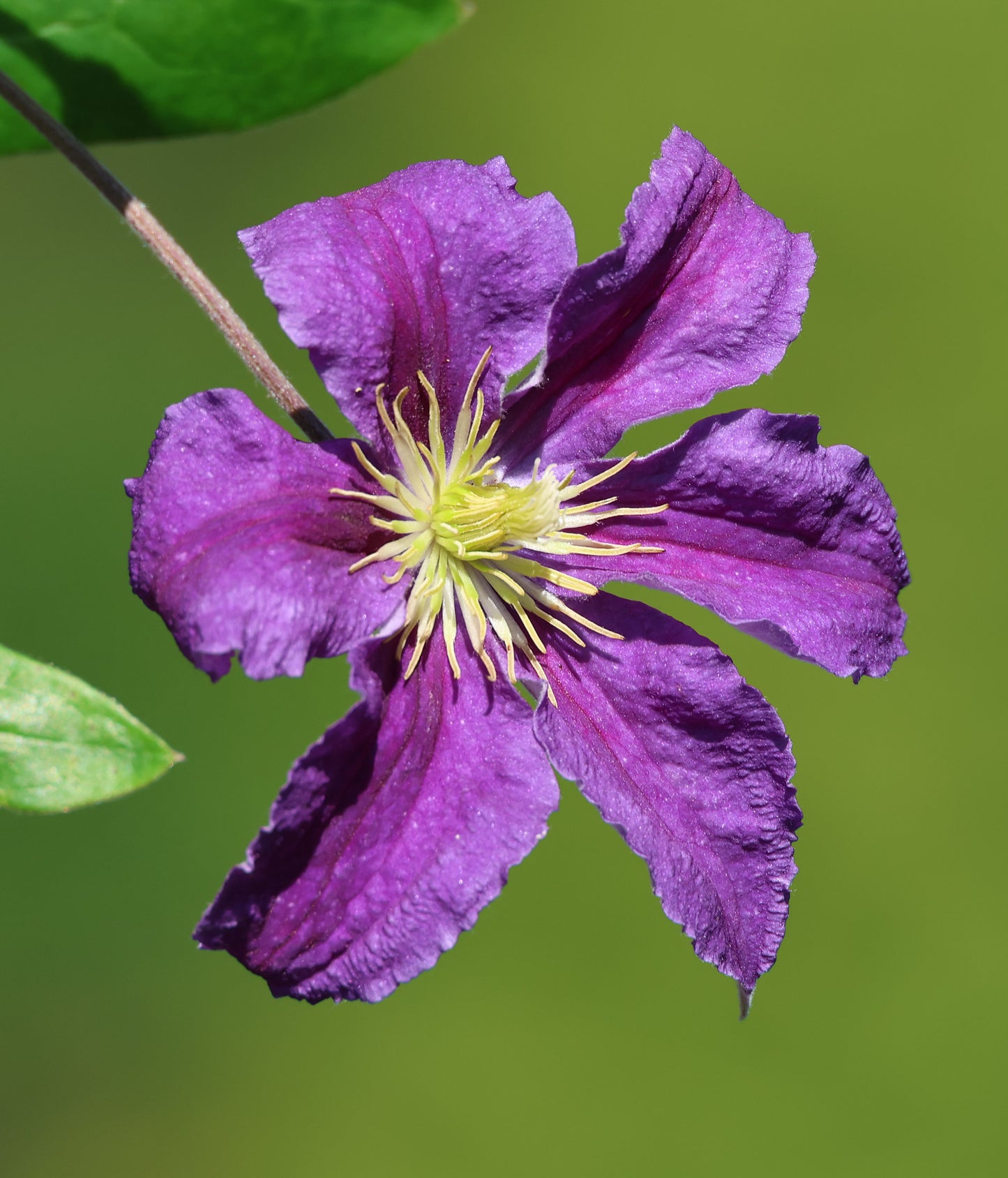 Italian Clematis  20 Seeds  Clematis viticella