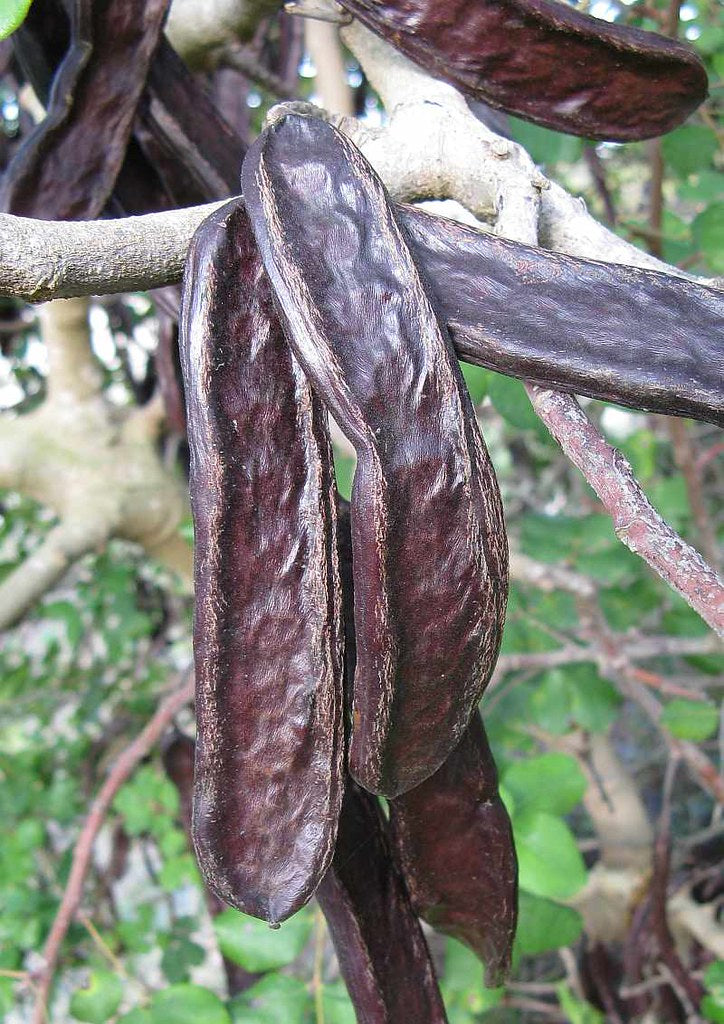 Carob Tree Locust Tree Ceratonia siliqua 10 Seeds  USA Company