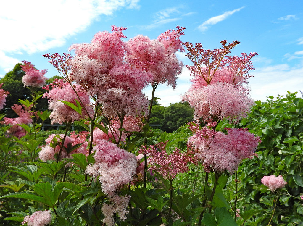 Queen of the Prairie  100 Seeds  Filipendula rubra