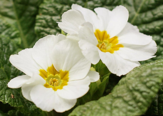 White Primrose  100 Seeds  Primula acaulis