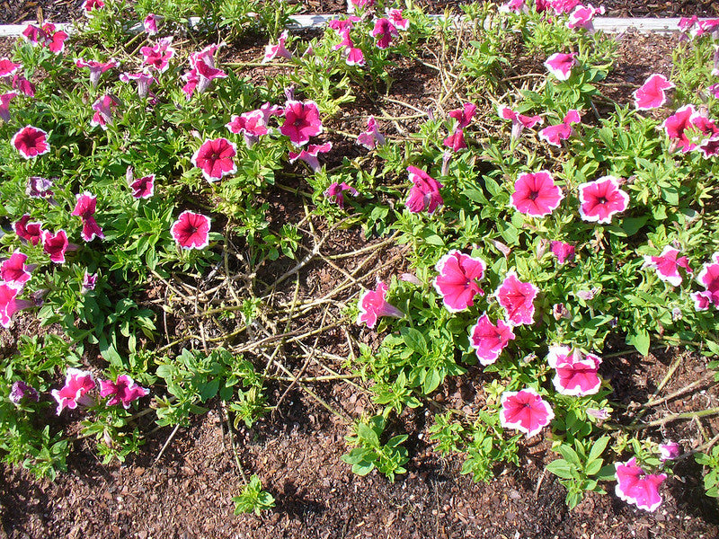 Petunia Picotee  100 Seeds  Petunia Multiflora