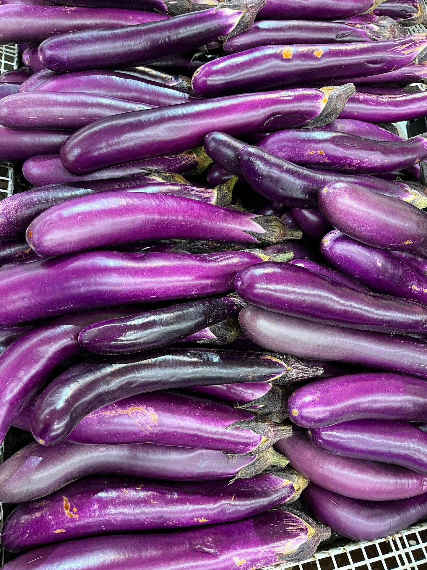 Long Purple Eggplant   100 Seeds   Solanum melongena