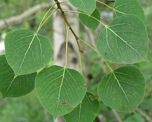 Quaking Aspen  Populus tremuloides  100 Seeds  USA Company