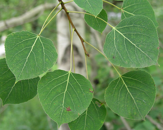Quaking Aspen Populus tremuloides 100 Seeds