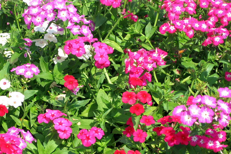 Phlox Mix  100 Seeds  Phlox drummondii