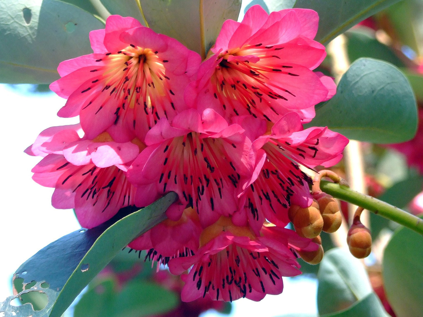 Hong Kong Rose Tree Rhodoleia championii 50 Seeds  USA Company