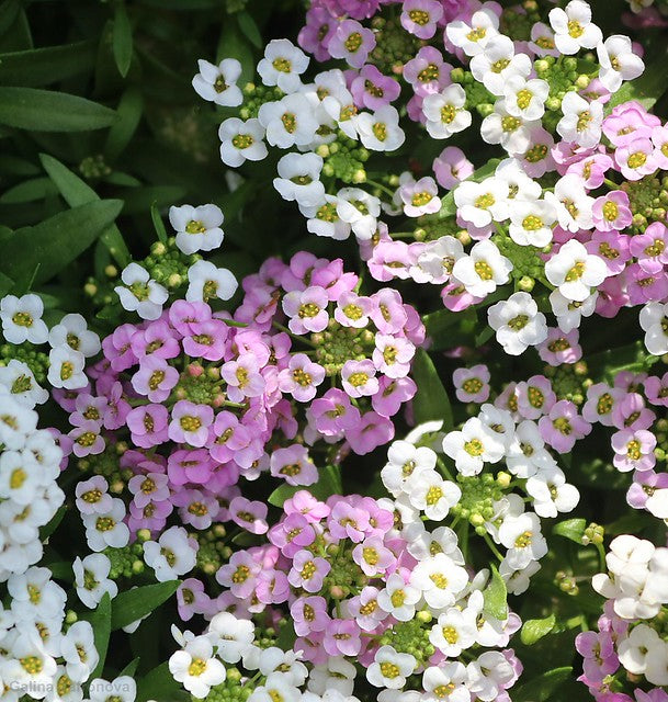 Pink Sweet Alyssum   100 Seeds   Lobularia maritima