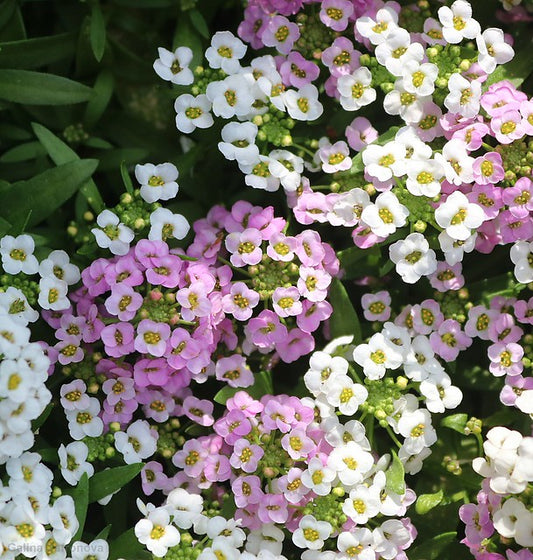 Pink Sweet Alyssum   100 Seeds   Lobularia maritima