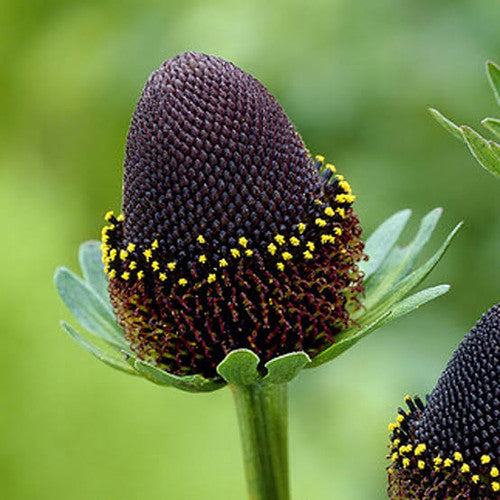 Western Coneflower  100 Seeds  Rudbeckia occidentalis