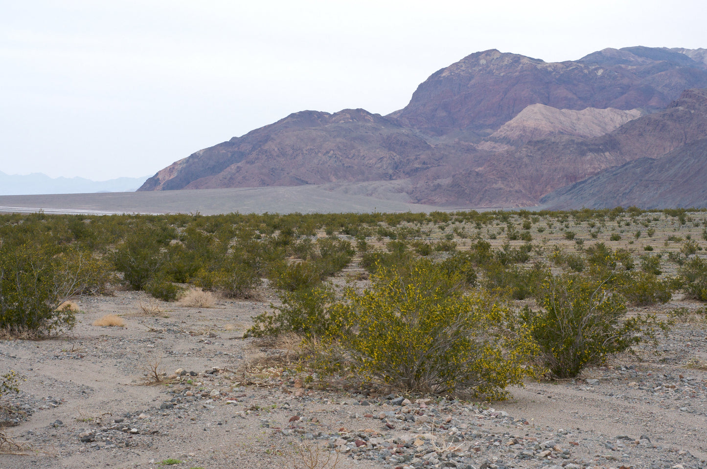 Creosote Bush Larrea tridentanta 200 Seeds  USA Company