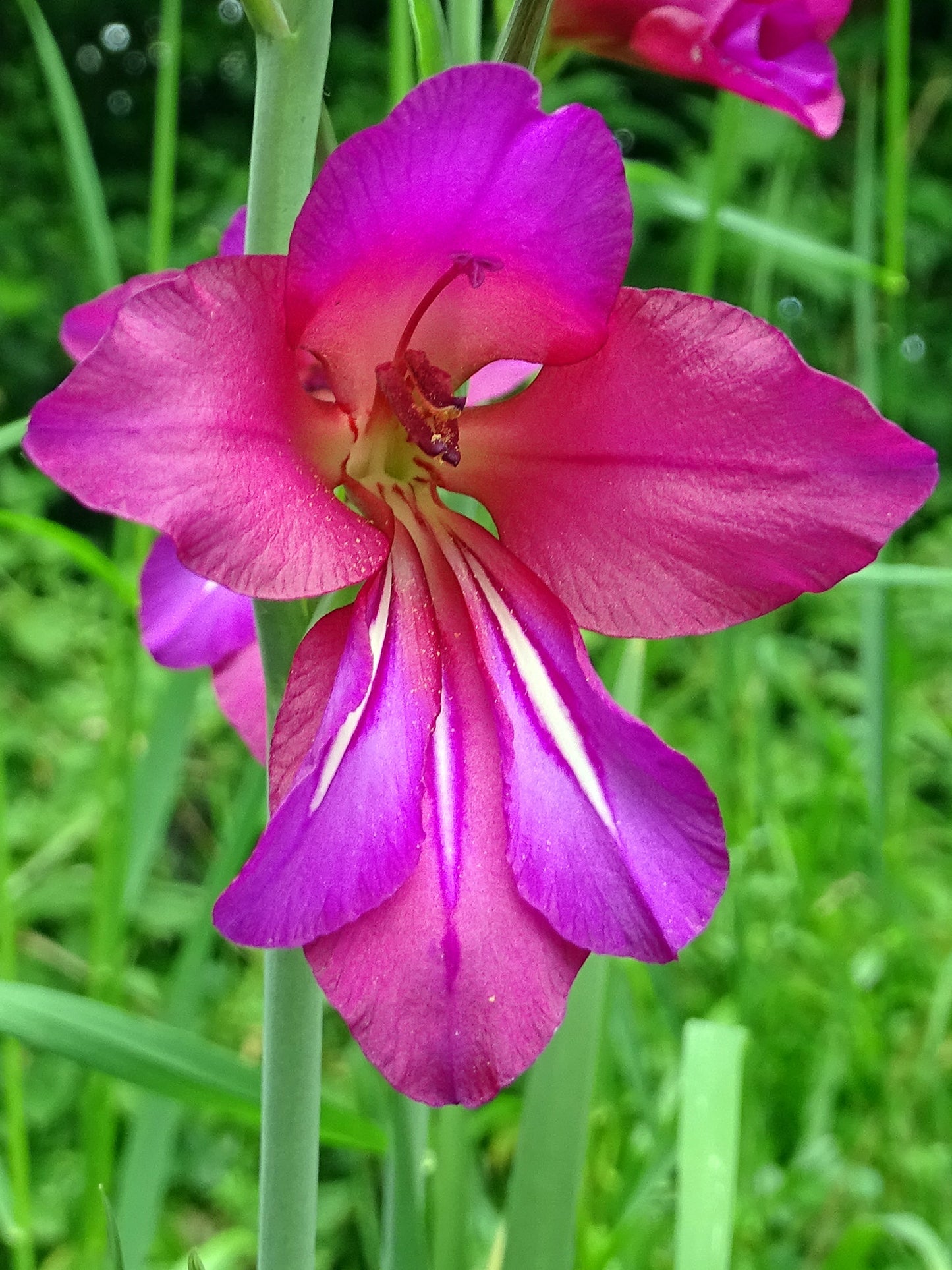Gladiolus  25 Seeds  Gladiolus communis