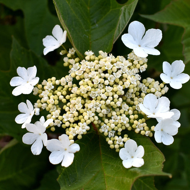 Cranberrybush Viburnum  10 Seeds  Viburnum trilobum
