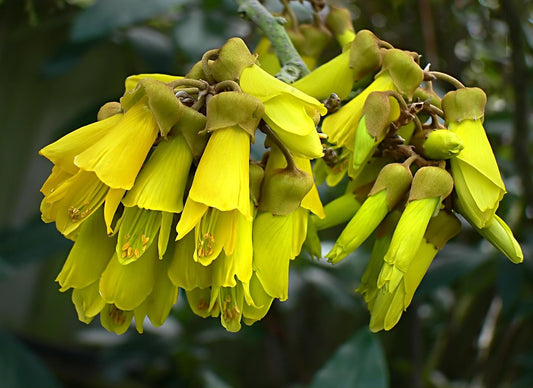 Large-Leaved Kowhai   5 Seeds   Sophora tetraptera