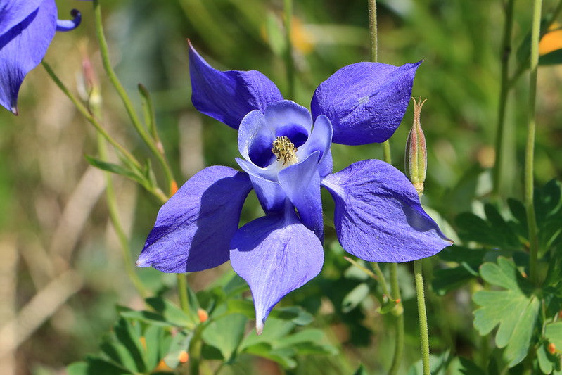 Alpine Columbine  100 Seeds  Aquilegia alpina