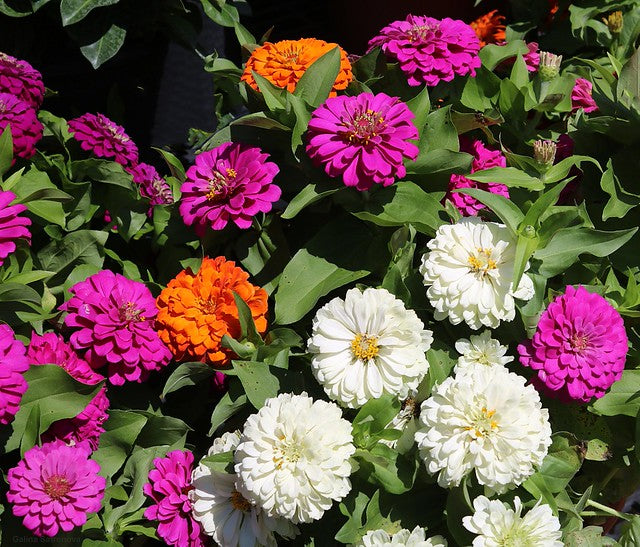 Zinnia Mix  100 Seeds  Zinnia elegans