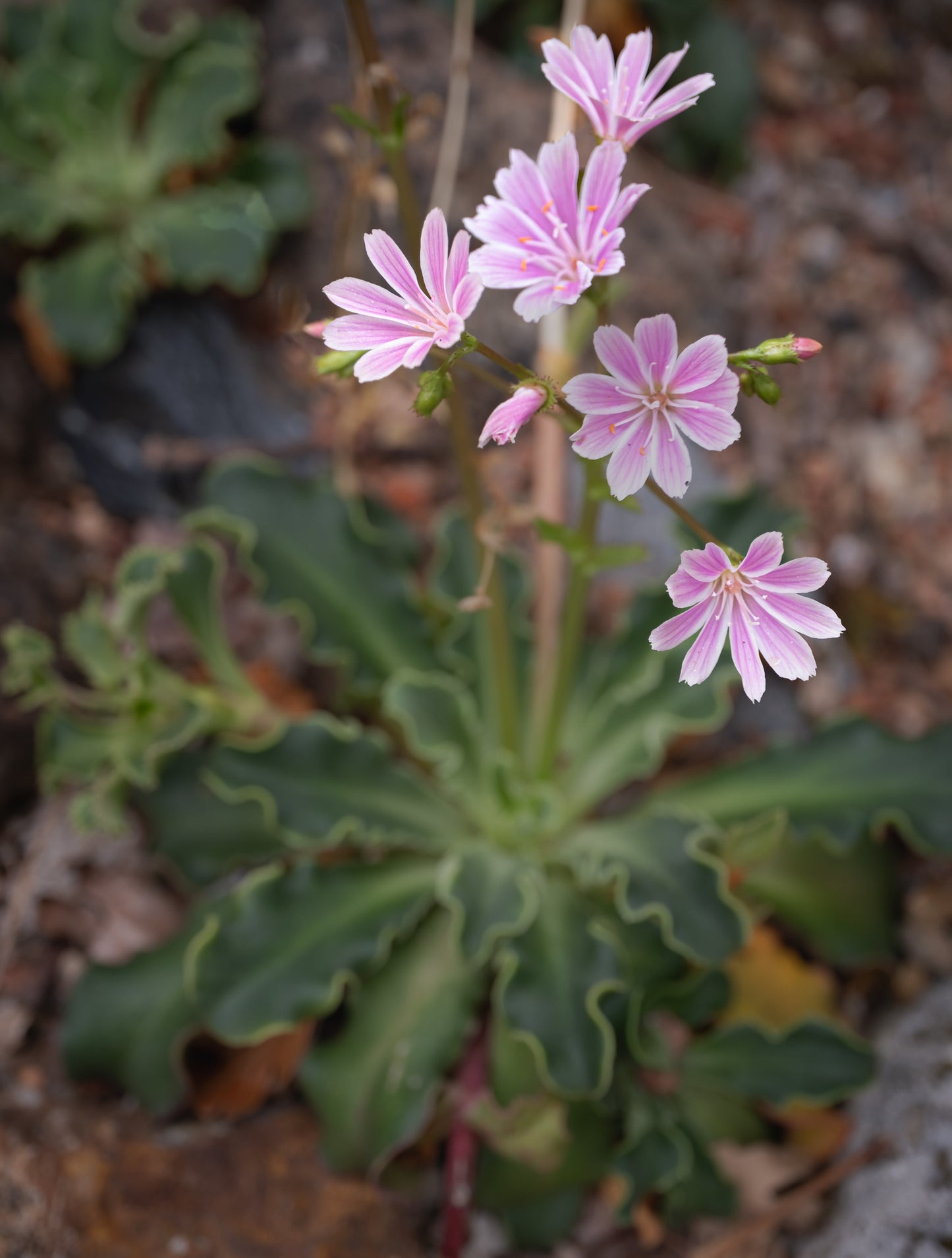Siskiyou Lewisia  100 Seeds  Lewisia cotyledon