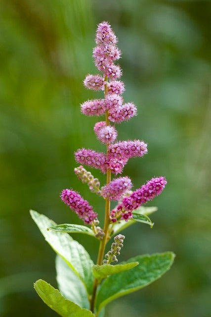 Steeplebush  100 Seeds  Spiraea tomentosa
