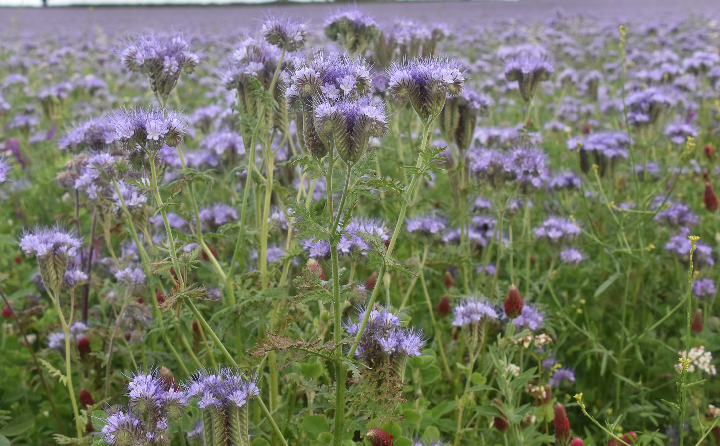 Lacy Phacelia  100 Seeds  Phacelia tanacetifolia