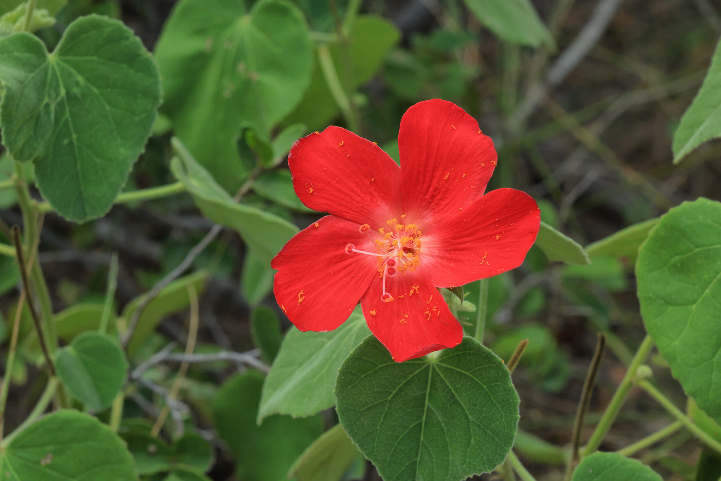 Heart Leaf Hibiscus   25 Seeds   Hibiscus martianus