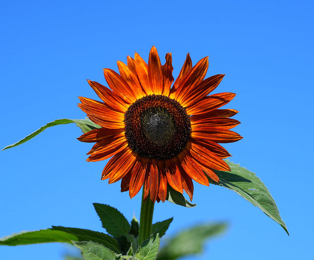 Velvet Queen Sunflower  100 Seeds  Helianthus annuus